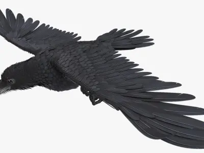 Common Raven Soars Animated Rigged 3D model