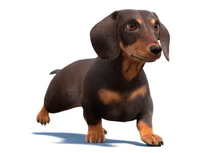 Animated Dachshund Fur 3D model