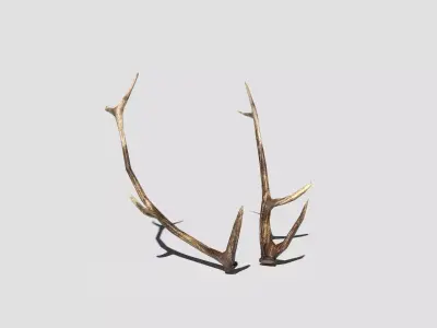 Antlers deer Low-poly 3D model