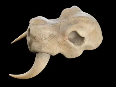 Skull Set mammoth Low-poly 3D model