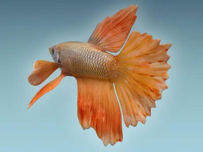 Betta Fish 7 3D model