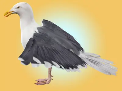 Seagull 3D model get
