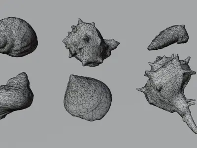 Sea shells collection Vol 3 Low-poly 3D model Low-poly 3D model