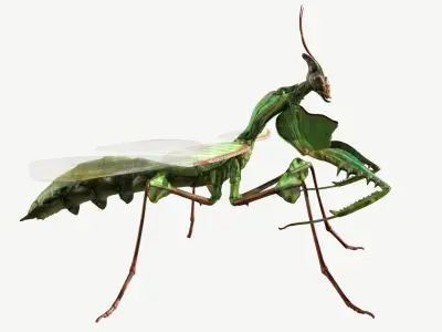 Giant Devils Flower Mantis Low-poly 3D model