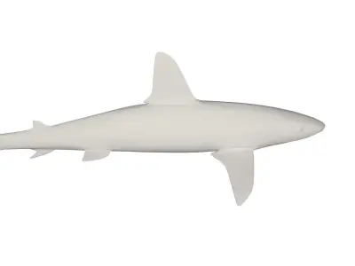 Shark wild animals 3D model