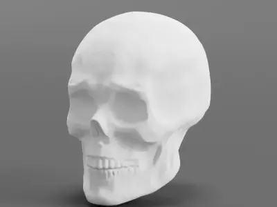 Detailed Male Head For Sculpting Free 3D model