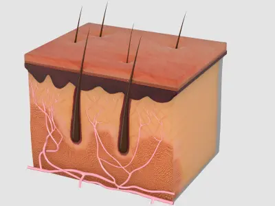 Skin Anatomy Collection 3D model