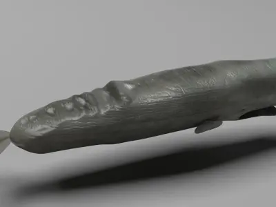 Sperm Whale 3D model 2
