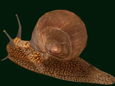 Swinhoe Giant Snail Gastropod Low-poly 3D model