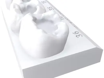 Dental Models For Courses and training  3D print model