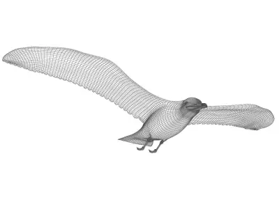 Gull flying 3D model