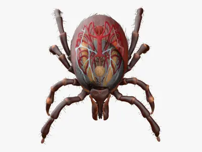 Tick Anatomy Static 3D model