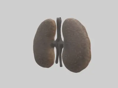 Hyena Kidneys Low-poly 3D model