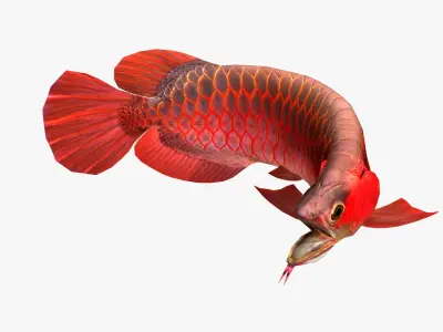 3D Arowana fish Low-poly 3D model