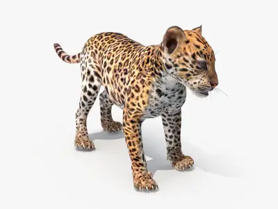 Baby Leopard Cub 3D model