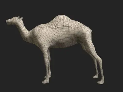 Camel Low-poly 3D model get