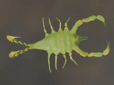 scorpion 3D model order