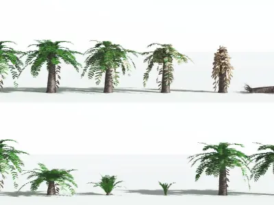 EVERYPlant Pseudoctnis Cycad LowPoly 2 --12 Models-- Low-poly 3D model