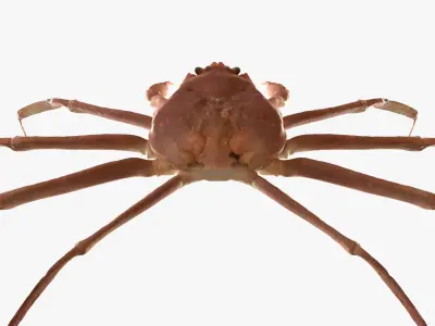Snow crab 3D model