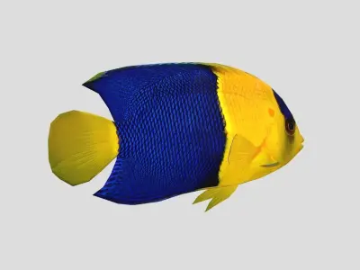 Bicolor Angelfish Low-poly 3D model