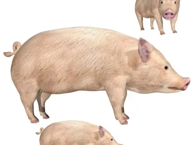 Pig of farm Low-poly 3D model