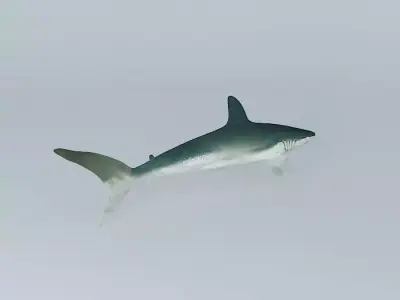 Shark Free 3D model buy