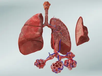 Anatomical Cross-Sectoion of LUNGS Low-poly 3D model