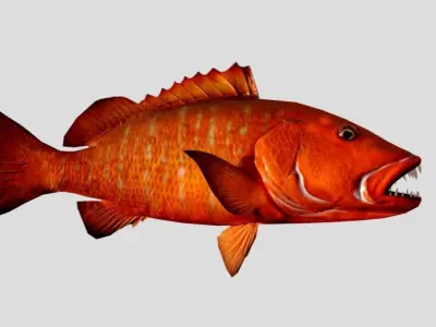 Cubera Snapper Realistic Animated Low-poly 3D model