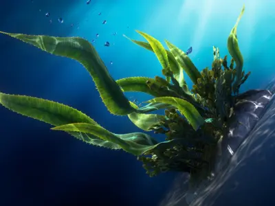 Seaweed Animated 3D model