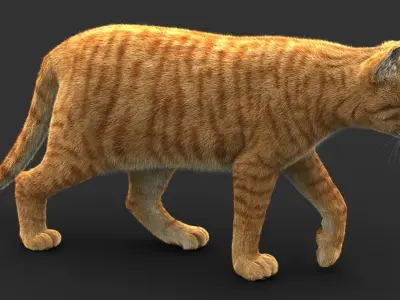 Cat (2) (Orange Tabby) (FUR) 3D model