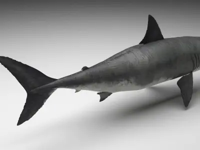 Great White Shark 3D model buy