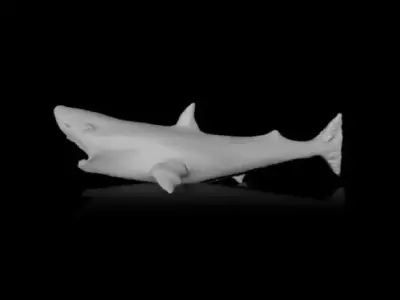 Shark Free 3D print model
