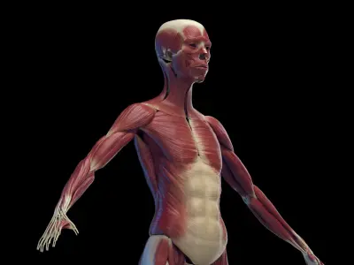 Human Female Body Skeleton and Muscles Static 3D model
