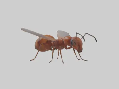 Honey Ant Low-poly 3D model