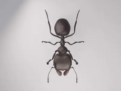 Ant Rigged Free low-poly 3D model