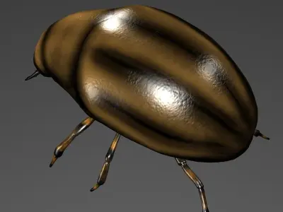 Beetle 3D model shop