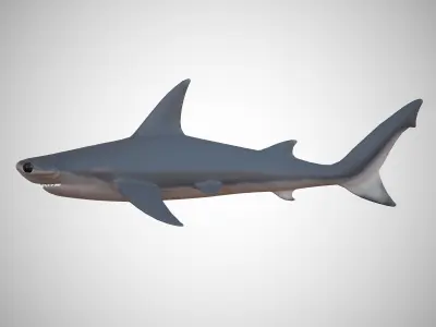 Hammerhead Shark Low-poly 3D model 3
