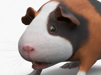  Tricolor Guinea Pig Short Hair Black Brown White 