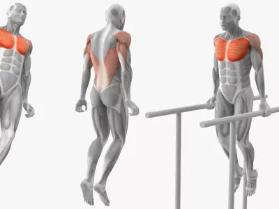 Male Muscular System Chest Dip Anatomy 3D model purchase