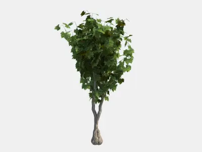  Vineyard Grapevine pack of four 