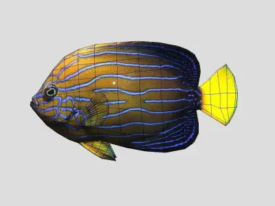 Blue-striped Angelfish Realistic Animated Low-poly 3D model