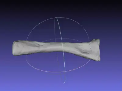 Psittacosaurus Right Radius Free 3D print model