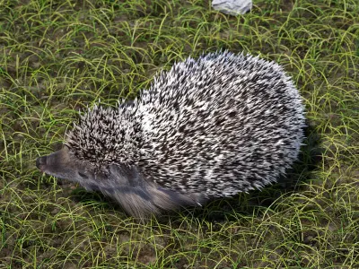 Black Hedgehog Fur Rigged 3D model