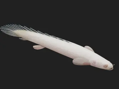 Bichir Low-poly 3D model 3