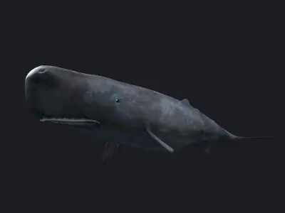 Sperm whale Blue Whales sea animals calves simple  3D model