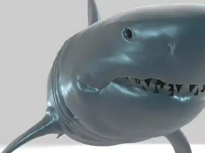 Great White Shark Realstic Free 3D model purchase