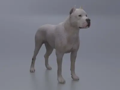 Pitbull Low-poly 3D model