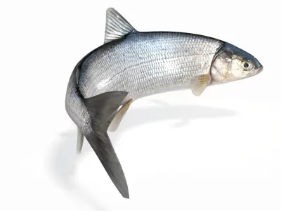 Whitefish (Animated) 2 3D model