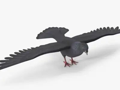  Lowpoly Pigeon Wingspread Black Rigged for Maya 