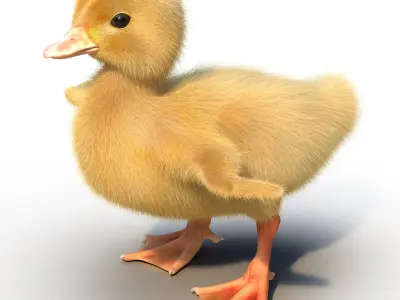  Duckling Rigged 